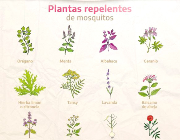  Plantas que ahuyentan a los mosquitos