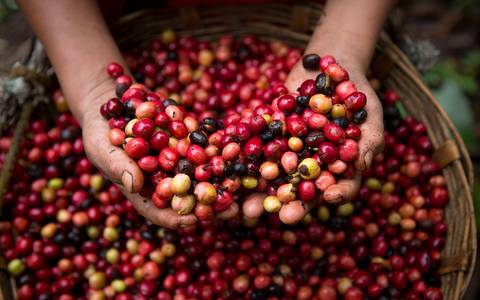  Impulsan la productividad de los cafeticultores