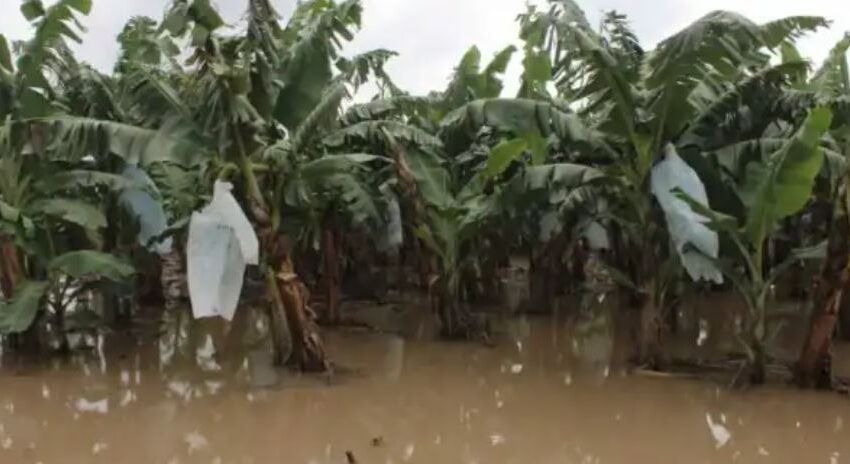  Desbordamiento del río Teapa afecta agricultura en la Sierra